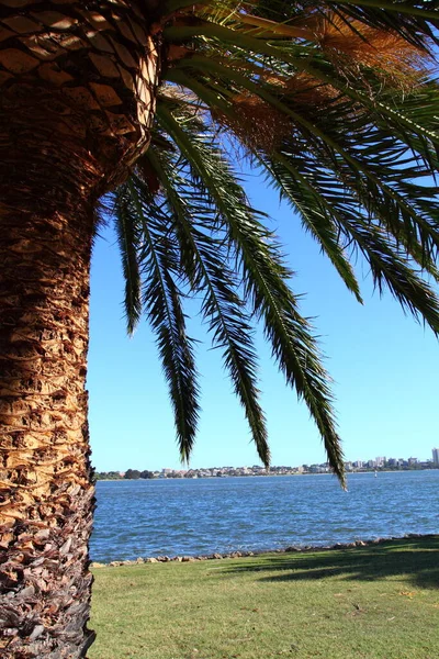 Grüne Palmen Perth Australien — Stockfoto