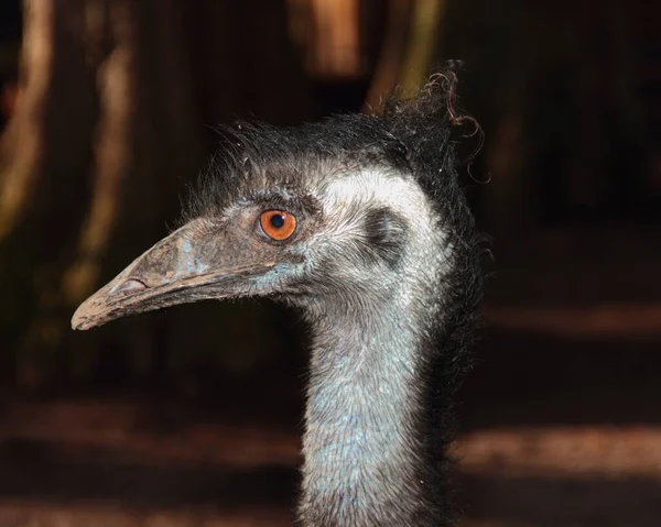 Aussichtsreiche Aussicht Auf Schöne Vögel Der Natur — Stockfoto