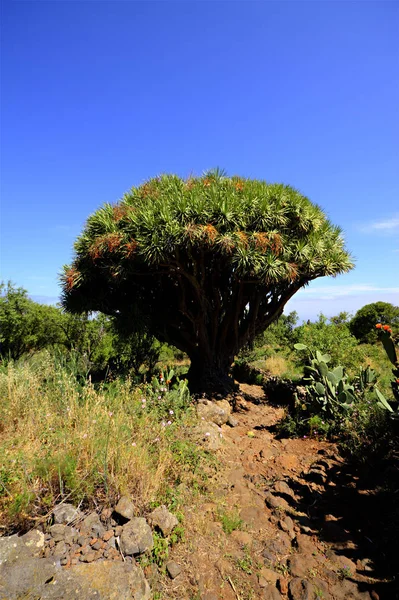 Drakenboom Natuur Flora — Stockfoto