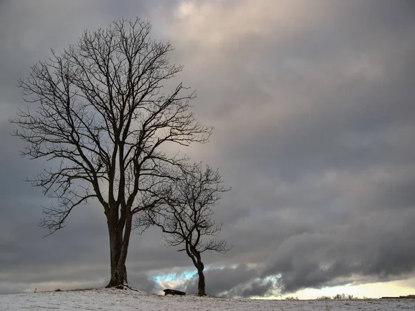 Árbol Solitario Invierno — Foto de Stock