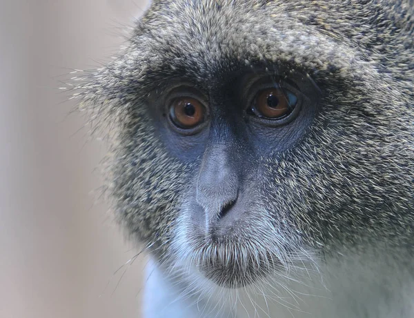 Macaco Marrom Macaco Comum — Fotografia de Stock