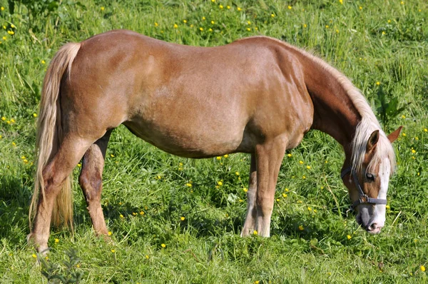 Profil Barna Equus Caballus Legeltetés Zöld Füves Réten — Stock Fotó