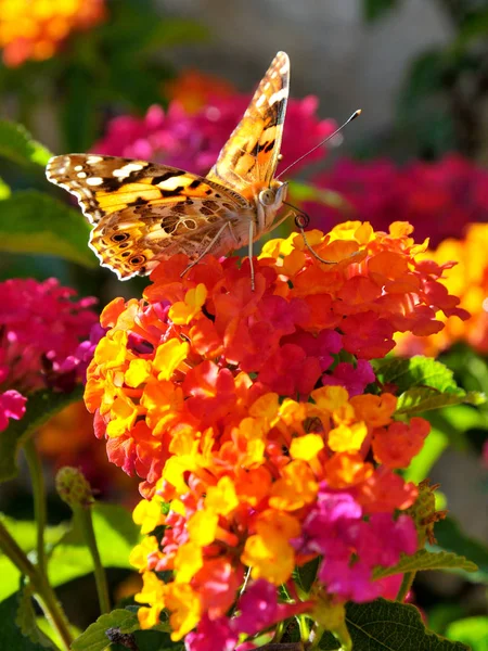 Клозап Намалював Метелика Ванесси Vanessa Cardui Який Годується Квіткою Lantana — стокове фото