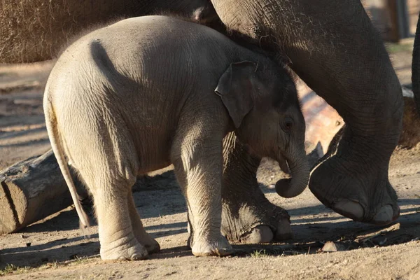 Животное Слона Африканское Животное — стоковое фото