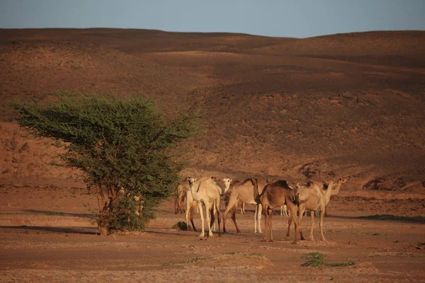 Верблюжа Тварина Фауна Природи — стокове фото