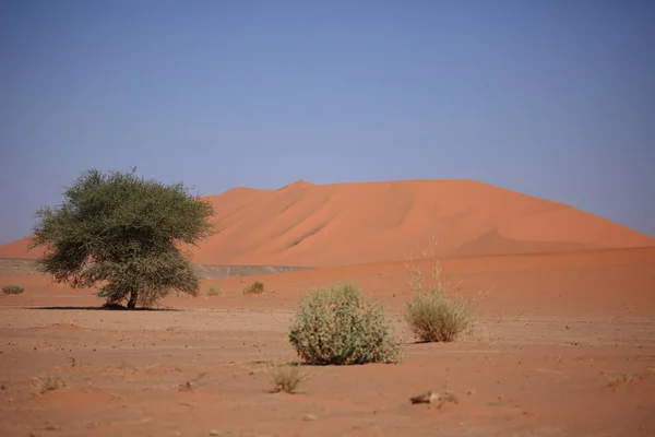 Vue Panoramique Des Dunes Mise Point Sélective — Photo