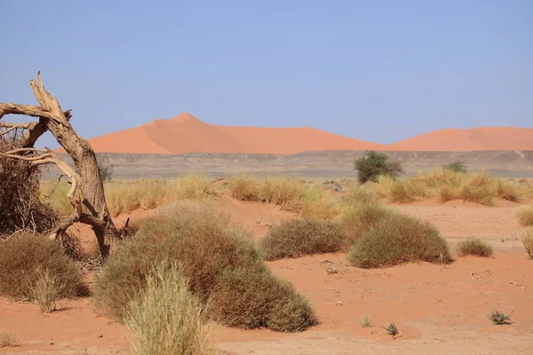 Panoramisch Uitzicht Duinen Selectieve Focus — Stockfoto