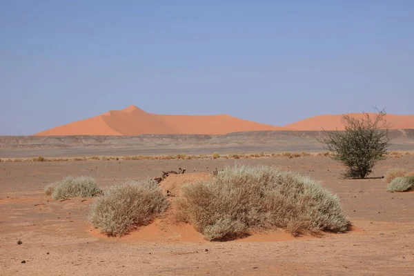 Scenic View Dunes Selective Focus — Stock Photo, Image