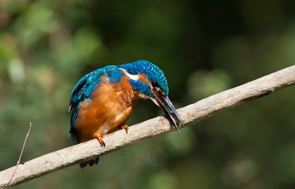 Közelkép Kilátás Kingfisher Madár Vad Élet — Stock Fotó