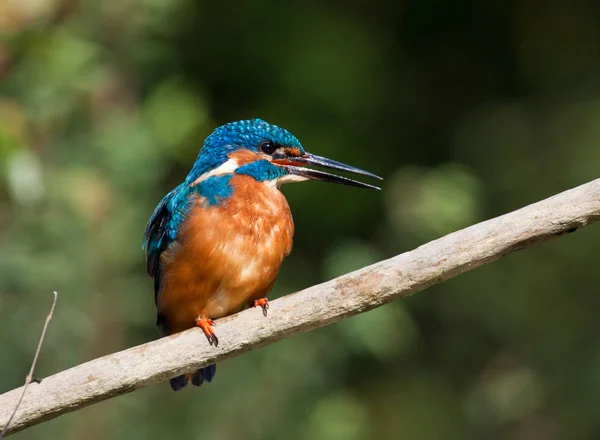 Detailní Pohled Ptáka Ledňáčka Divokém Životě — Stock fotografie