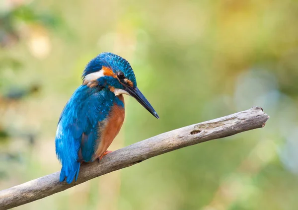 Nahaufnahme Von Eisvogel Freier Wildbahn — Stockfoto