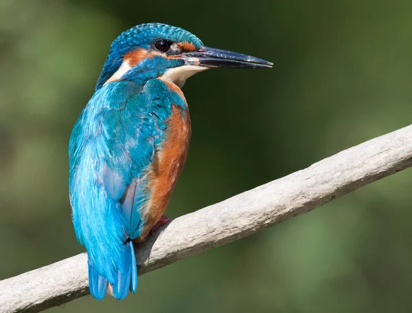 Närbild Kungsfiskare Fågel Vilda Livet — Stockfoto