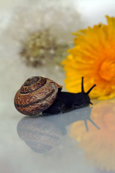 Snail Ground — Stock Photo, Image