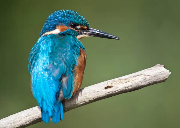 Närbild Kungsfiskare Fågel Vilda Livet — Stockfoto