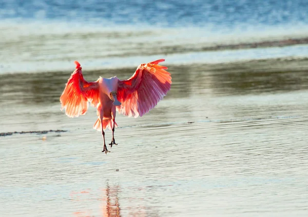 Güzel Kaşık Gagalı Kuşun Manzarası — Stok fotoğraf