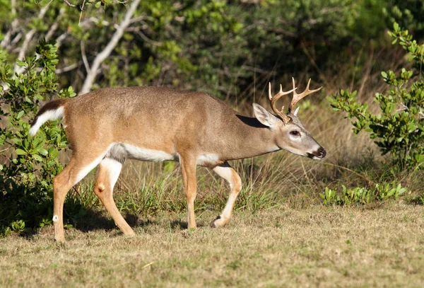 Sleutel Deer Auf Den Florida Keys — Stockfoto