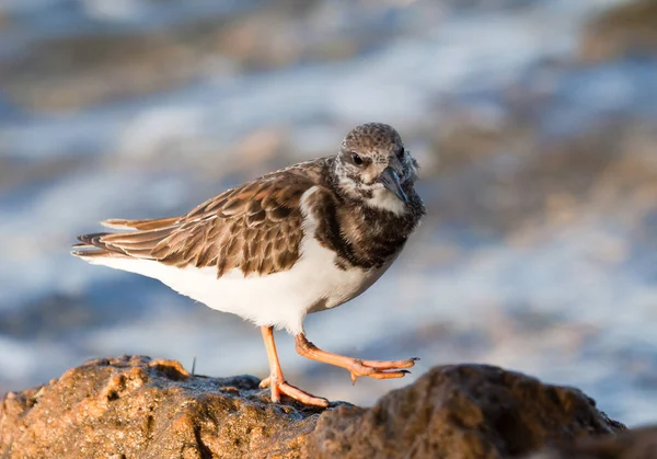 Parque Nacional Ruddy Turnstone Biscayne — Foto de Stock