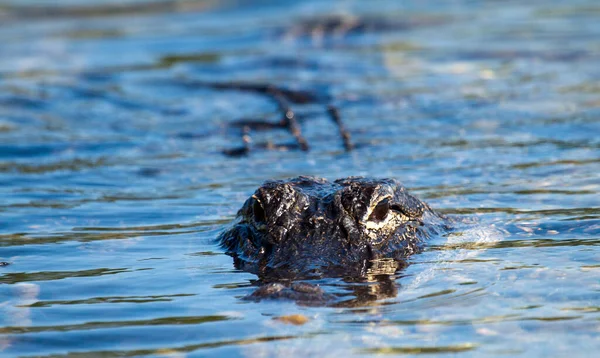 Alligator Krokodiler Vilda Djur Farliga Reptil Rovdjur — Stockfoto