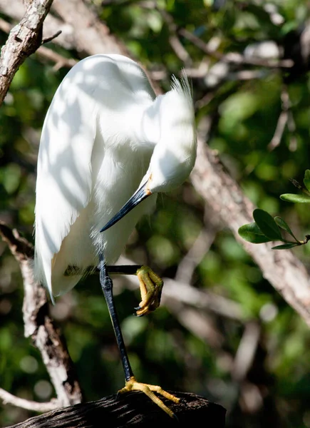 Schmuckreiher Everglades Aigrette Egretta Thula — Photo