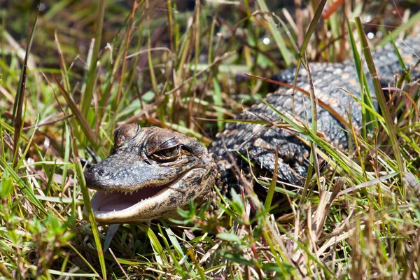 Coccodrilli Alligatori Fauna Selvatica Pericoloso Predatore Rettile — Foto Stock