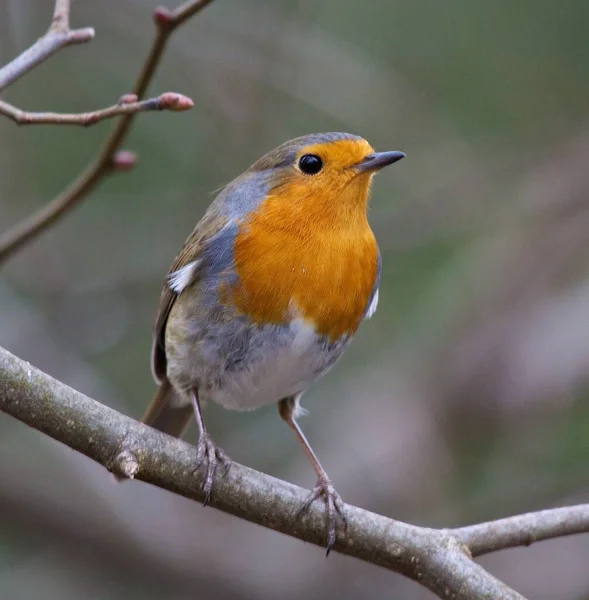 Vue Bel Oiseau Nature — Photo