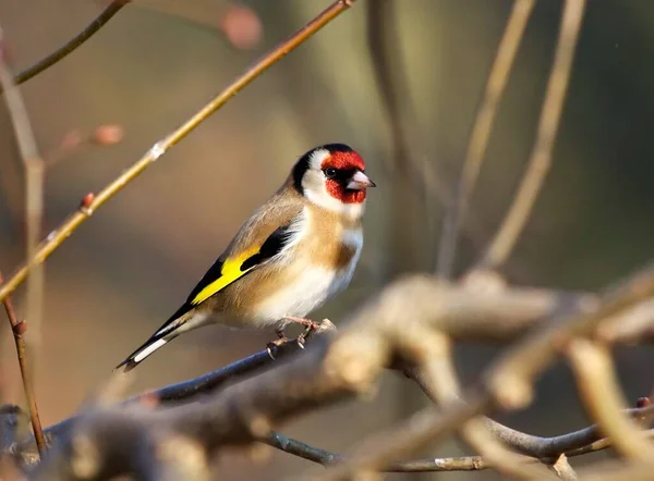 Ave Ave Naturaleza Goldfinch Carduelis Carduelis Goldfinch Goldfinch Europeo Goldfinch —  Fotos de Stock