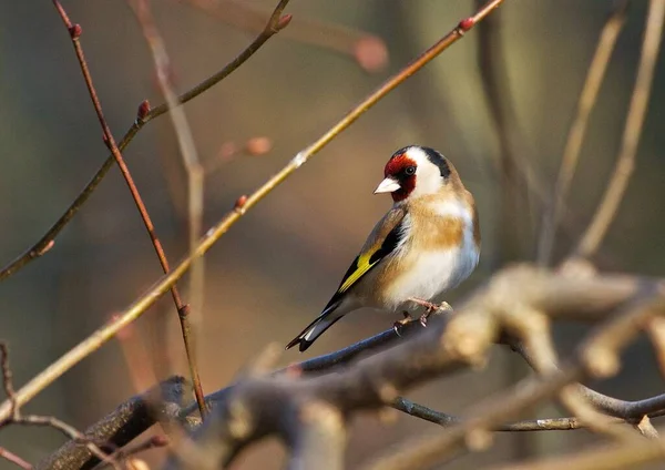 Stieglitz Stieglitz Stieglitz Stieglitz Stieglitz Vogel Natur — Stockfoto