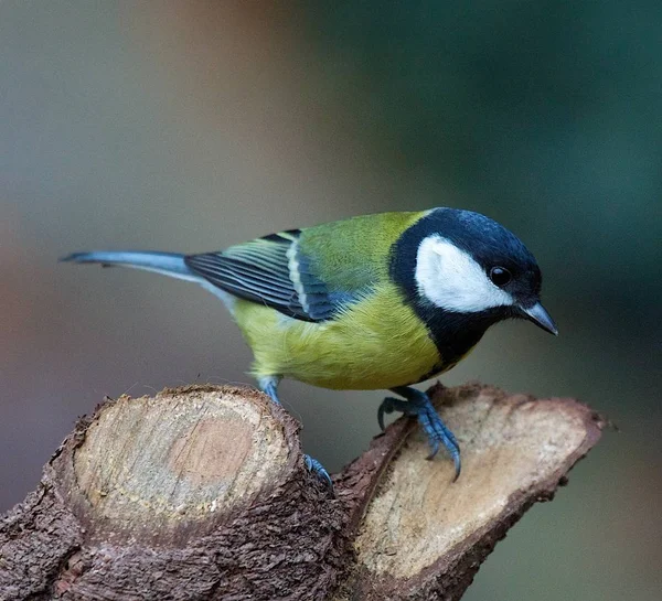 Schilderachtig Uitzicht Prachtige Titmouse Vogel — Stockfoto