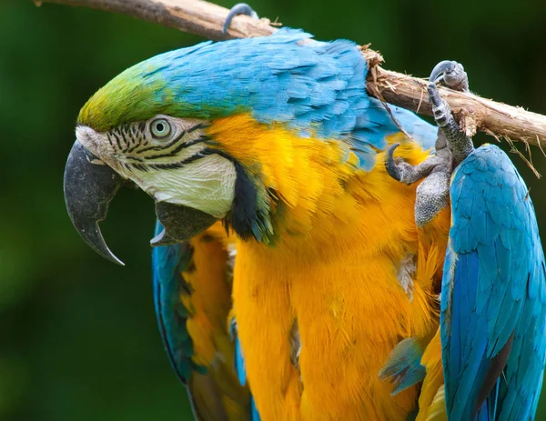 Trópusi Papagájmadár Növény Állatvilág — Stock Fotó