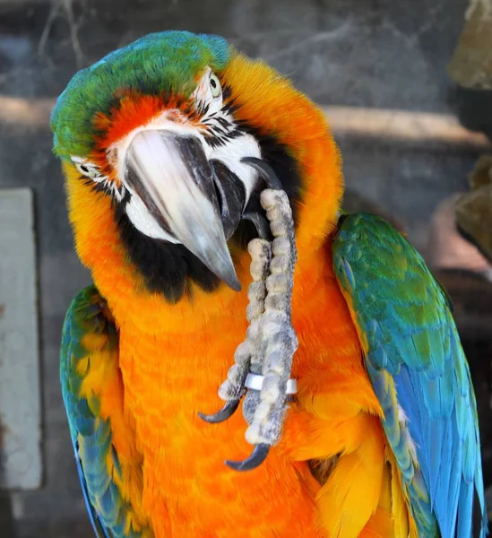 Tropical Parrot Bird Flora Fauna Blue Yellow Macaw — Stock Photo, Image