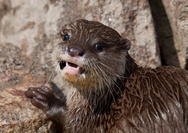 Primer Plano Los Animales Zoológico — Foto de Stock