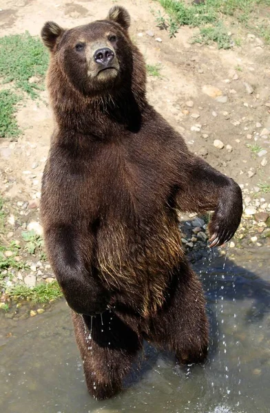 Medvědí Zvíře Hnědé Grizzly — Stock fotografie