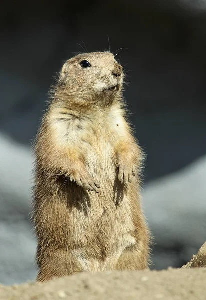 Άγρια Πανίδα Γένος Cynomys Hamster — Φωτογραφία Αρχείου