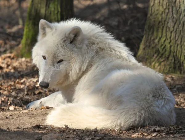 Schilderachtig Uitzicht Wilde Wolf Natuur — Stockfoto