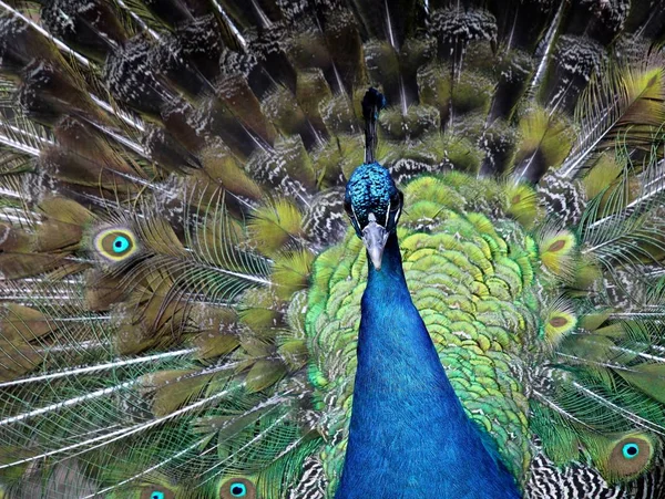 peacock bird, colorful feathers