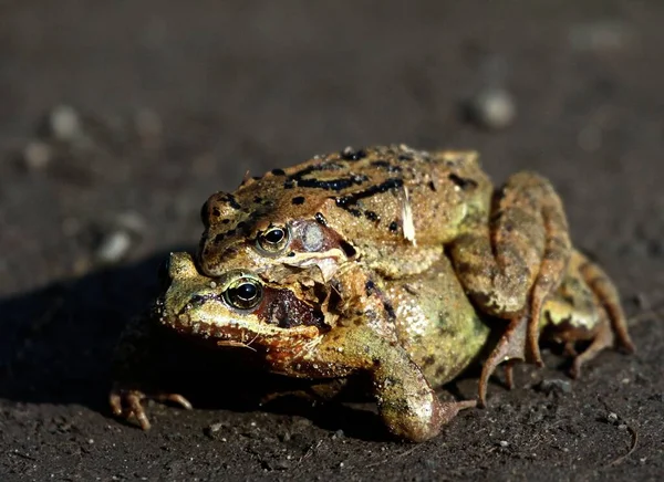 amphibian animal, wild frog