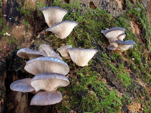 Paddenstoelen Groei Natuur Plantkunde Flora — Stockfoto