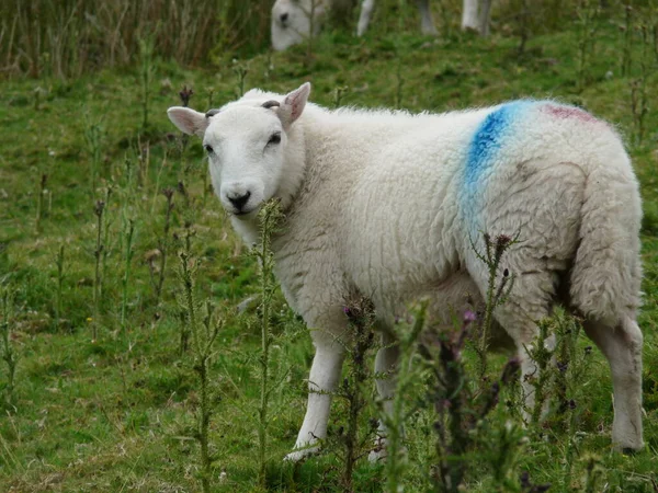 Овцы Лугу — стоковое фото