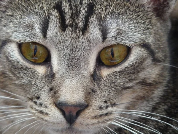 Portrait Cute Cat — Stock Photo, Image