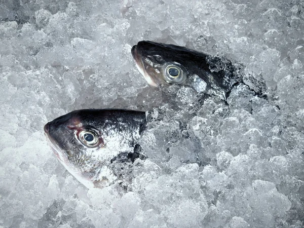 Meeresfrüchte Fischmarkt — Stockfoto