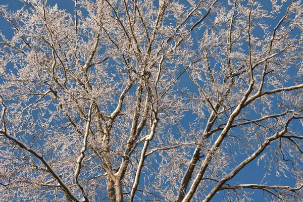 Schneeverwehte Äste Gegen Blauen Himmel — Stockfoto