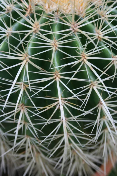 Planta Naturaleza Tropical Flora Botánica Cactus —  Fotos de Stock