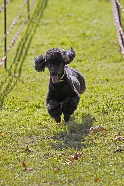 Purebred Poodle Dog Curly Dog — Stock Photo, Image