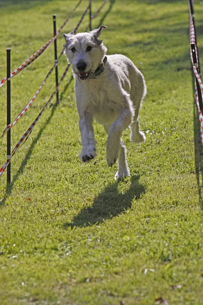 Irish Wolfhound Una Carrera Perros —  Fotos de Stock