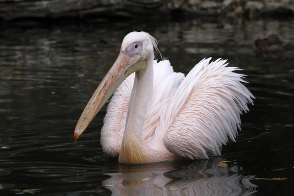Pelican Blanc Dans Eau — Photo