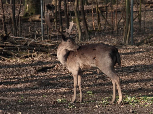 Cerfs Individuels Dans Leur Habitat Naturel Près — Photo