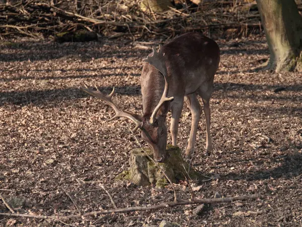 Cerfs Individuels Dans Leur Habitat Naturel Près — Photo