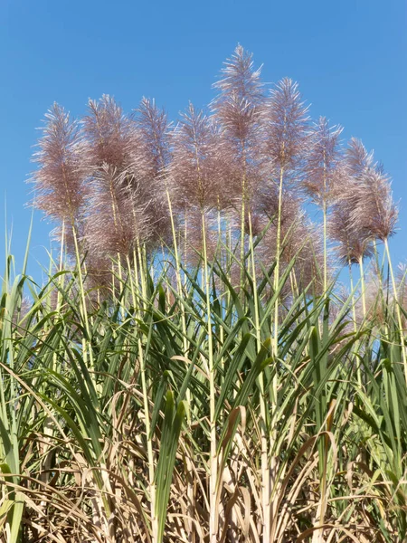 Cukrová Třtina Plantáž Derpflanze Rozkvětu Slunečného Počasí — Stock fotografie