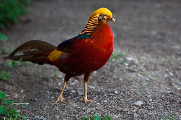 Vista Panorámica Hermoso Pájaro Naturaleza —  Fotos de Stock