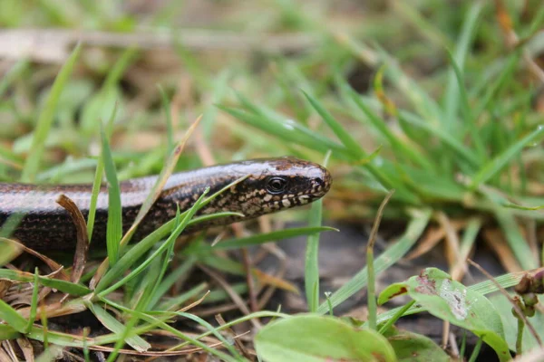 Verme Cego Criatura Lagarto — Fotografia de Stock